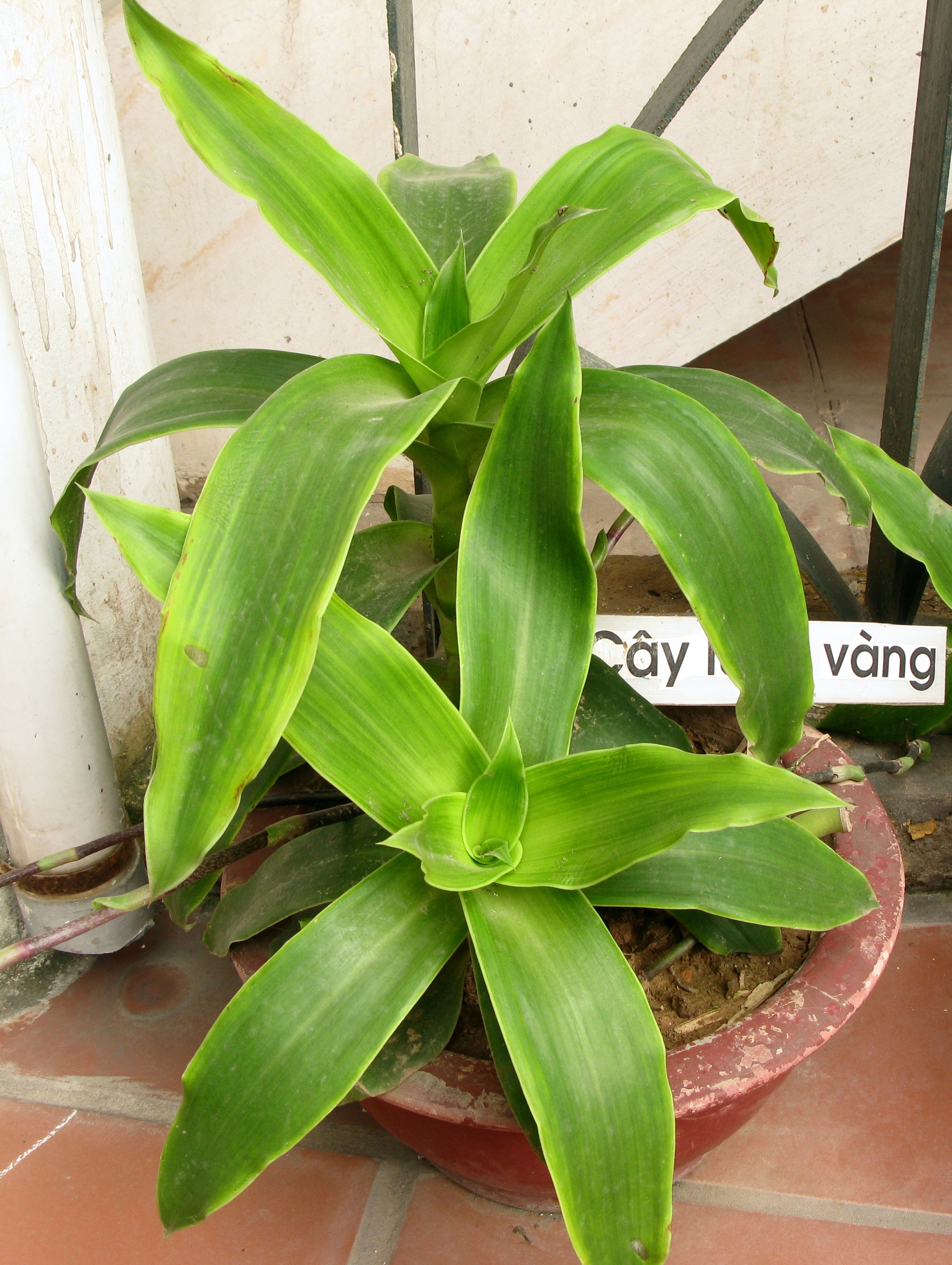 Lược vàng - ảnh tham khảo từ Wikimedia